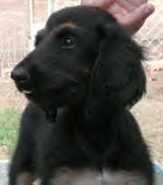 Pepper's Page