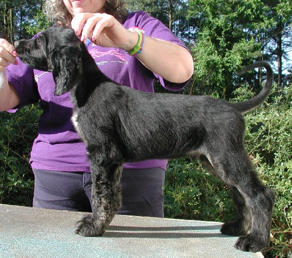 Blk&TanBrindleBoy8wks.jpg - 127.44 K