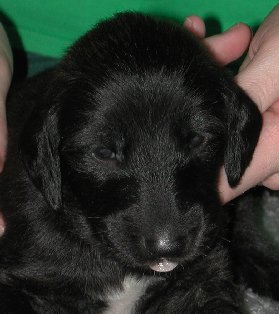 BlkMskRedBrindleBoyHead3wks.jpg - 20.58 K