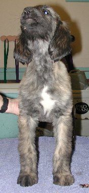BlkMskRedBrindleGirlFront9wks.jpg - 20.68 K