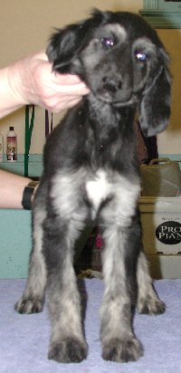 BlknSilverBrindleGirlFront9wks.jpg - 20.38 K