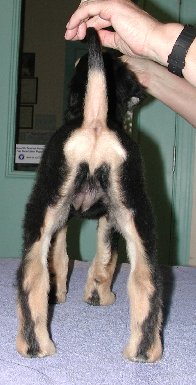 BlknSilverGirlRear8wks.jpg - 23.06 K