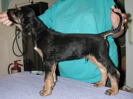 BlknTanBoy28wks.jpg - 40.77 K