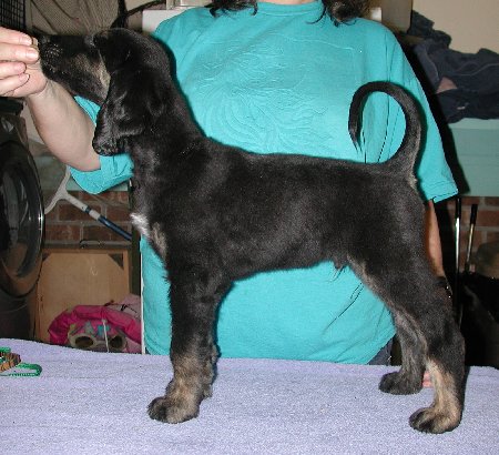 BlknTanBrindleBoy28wks.jpg - 54.16 K