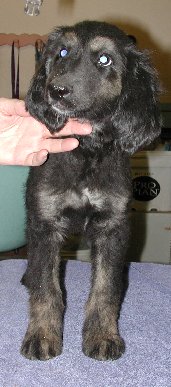 BlknTanBrindleBoy2Front9wks.jpg - 22.48 K