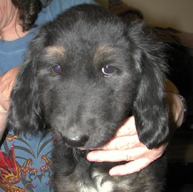 BlknTanBrindleBoyHead9wks.jpg - 41.89 K