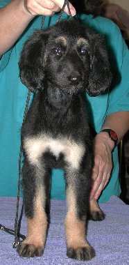 BlknTanGirlFrontRuby8wks.jpg - 23.56 K