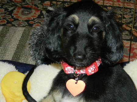 Ruby9wks.jpg - 47.52 K